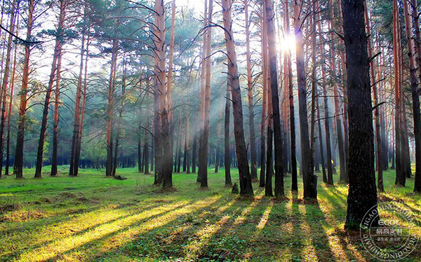  板材種類有哪些？如何判斷板材好壞？